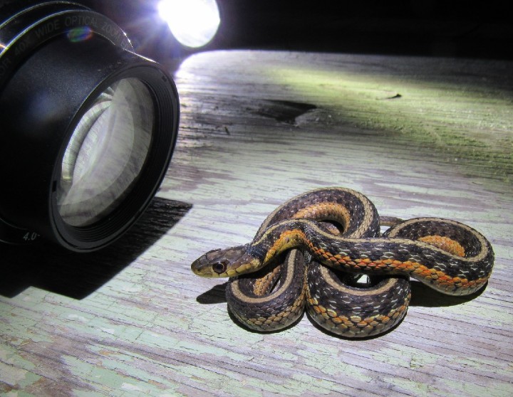 Eastern Garter Snake